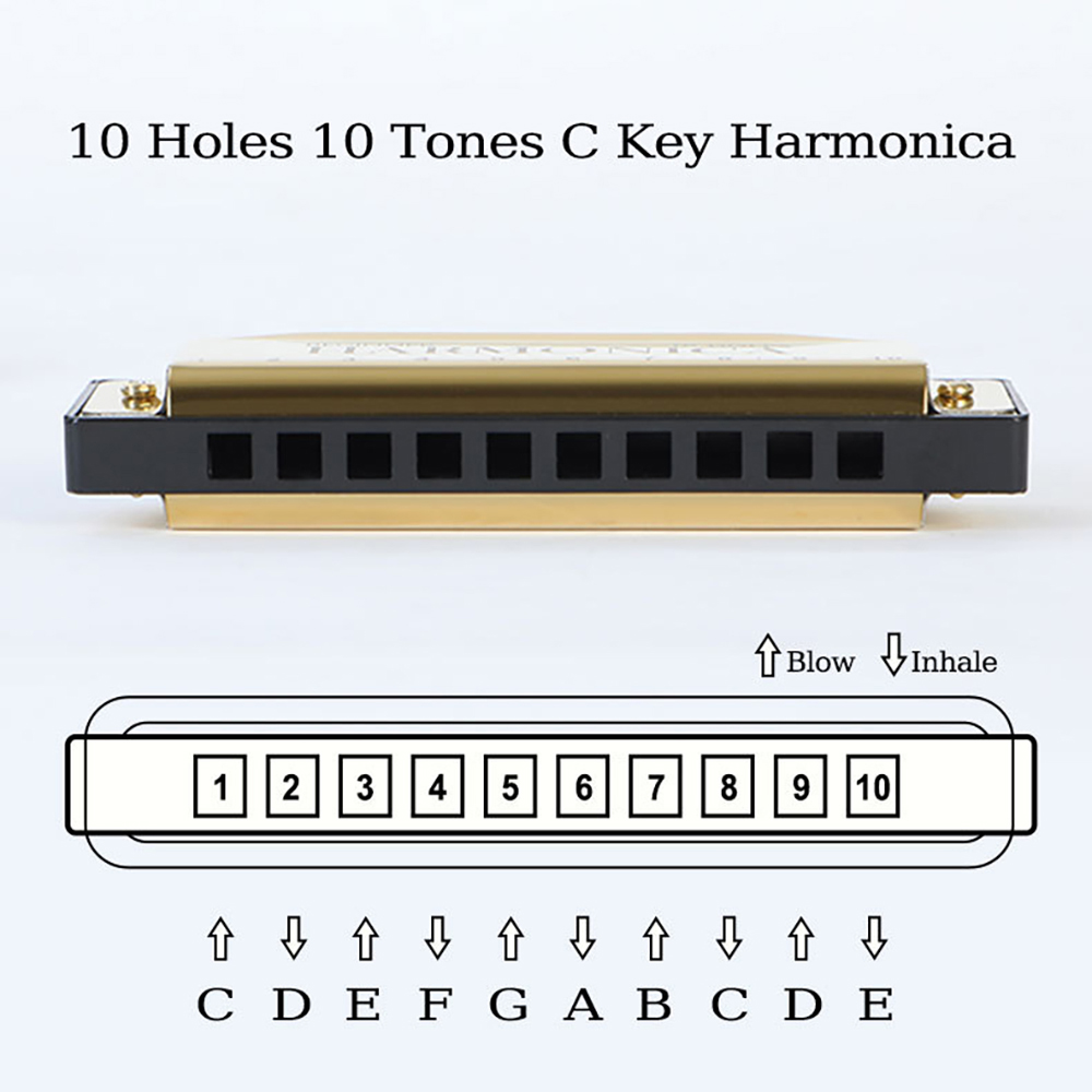 ฮาร์โมนิก้า 10 รู คีย์ C บลูส์ - Harmonica 10 Hole บทวิจารณ์และราคา
